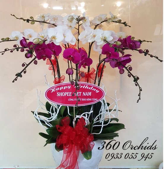 chậu lan hồ điệp tết kêt hợp sang trọng giàu sang